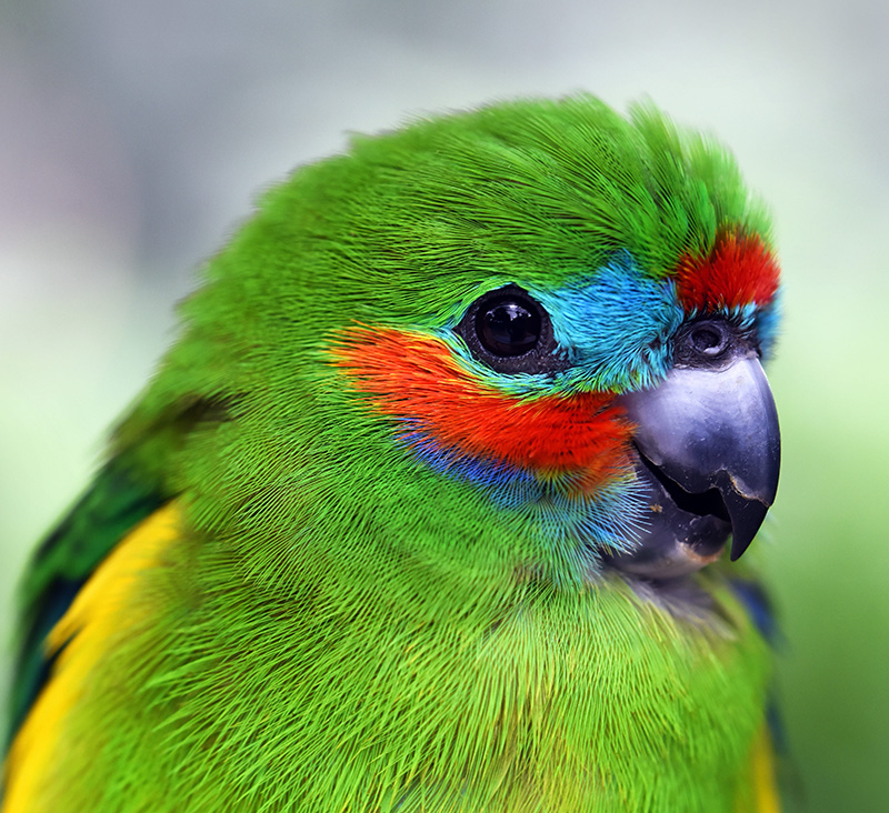 g7 bird 5ef162abe405f uihere